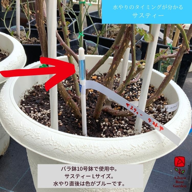 【バラ苗と同梱】植物水分計サスティー（Sustee）Lサイズ・白 5